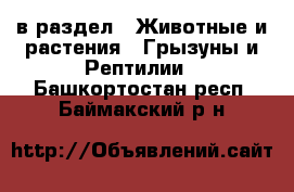  в раздел : Животные и растения » Грызуны и Рептилии . Башкортостан респ.,Баймакский р-н